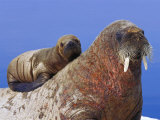 A Young Atlantic Walrus Pup Seeks Refuge on its Mothers Back Photographic Print