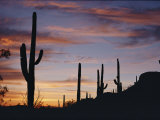 Saguaro Cacti are Silhouetted against the Sky Photographic Print by George F. Mobley