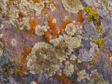 Colorful Lichen Covers a Rock Surface Photographic Print by George F. Mobley