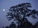 Moonrise over a Silhouetted Tree Photographic Print by Marc Moritsch