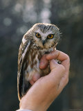 Hand Holding a Northern Saw-Whet Owl Fotografie-Druck von Kenneth Love