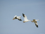 View Looking up at Three Snow Geese with Outstretched Wings Flying in the Clear Blue Sky Photographic Print
