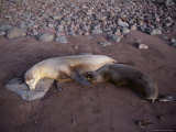 Basking Galapagos Sea Lions Photographic Print