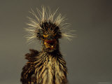 A Juvenile Black-Crowned Night Heron Photographic Print