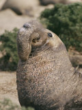 A Male Northern Elephant Seal with its Distinctive Nose That Gives its Name Photographic Print by Roy Toft