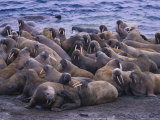 A Group of Atlantic Walruses (Odobenus Rosmarus) Rest on a Pack of Ice Photographic Print