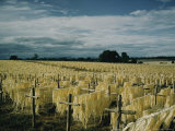 Sisal Drying on Racks Photographic Print