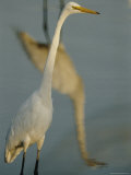 A White Egrets Reflection is Seen in the Mugu Lagoon Photographic Print