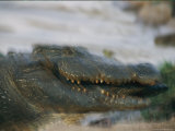 Crocodile in Motion Photographic Print