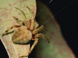 Orb-Weaver Spider on a Leaf with Web Strands Showing Photographic Print