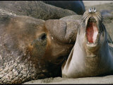 Close View of a Male and Female Elephant Seal Photographic Print