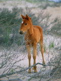 A Wild Pony on the Beach at Chincoteague Island Photographic Print by Scott Sroka