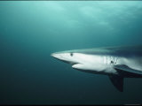 A Profile of a Blue Shark Photographic Print by Brian J. Skerry