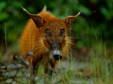 A Western Bush Pig (Potamochoerus Porcus Porcus) Staring Back at the Camera Photographie