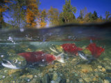 Sockeye Salmon, Also Known as Red Salmon, Swim Through Shallow Water Photographic Print