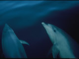 Bottlenose Dolphins in a New Zealand Fiord Photographic Print by Annie Griffiths