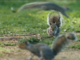 An Eastern gray squirrel grooms a paw Stampa fotografica An Eastern gray squirrel grooms a paw Stampa fotografica
