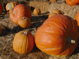 Close View of Picked Pumpkins Photographic Print