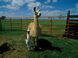 These Llamas are Being Raised on a Farm in Hydro Photographic Print by Scott Sroka
