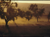 A Cluster of Trees is Silhouetted by the Golden Glow of Early-Morning Light Photographic Print