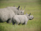 Black rhinoceroses  in the grasslands of Ngorongoro Crater Lámina fotográfica