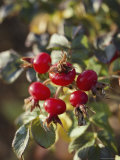 Ramanus Rose Hips are a Source of Vitamin C Photographic Print by Sam Abell