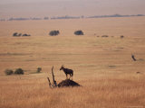 An Impala Gazes Across the Plain Photographic Print