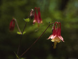 Columbine Flowers Fotoprint van James P. Blair Columbine Flowers Fotoprint van James P. Blair