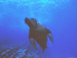 A Galapagos Sea Lion (Zalophus Californianus Wollebaeki) Photographic Print by Heather Perry