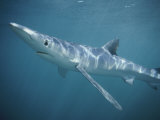 A Blue Shark Swims Through the Sea Photographic Print by Bill Curtsinger
