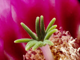 Close View of a Hedgehog Cactus Flower Photographie par George F. Mobley