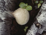 A Bulbous Birch Polypore Fungus Photographic Print by Sam Abell