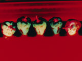 Green Peppers Photographie