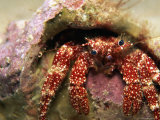 A White Speckled Hermit Crab (Paguristes Punticeps) Photographic Print