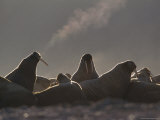 A Large Group of Atlantic Walruses Basking Lámina fotográfica A Large Group of Atlantic Walruses Basking Lámina fotográfica