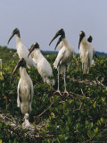 Wood Ibises Photographie