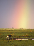 A Lechwe Waterbuck in the Savute Marsh Photographic Print