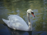 Close-up of a Tundra Swan Swimming in a Shaded Pond Photographic Print