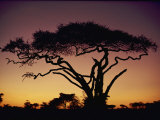 Silhouetted Acacia Tree Photographic Print by George F. Mobley