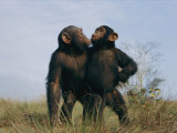 A Pair of Orphan Chimpanzees Photographie par Michael Nichols