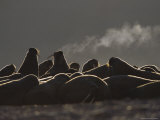 A Large Group of Atlantic Walruses Basking Lámina fotográfica A Large Group of Atlantic Walruses Basking Lámina fotográfica