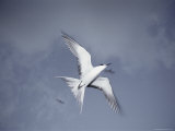 A Sooty Tern in Flight Photographic Print