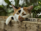 Close View of a Calico Cat with His Head Resting on Flower Box in a Green House Photographic Print