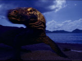 Komodo Dragon Photographic Print