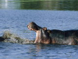 Hippopotamuses sparring with one another Lámina fotográfica