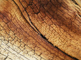 Detail of a Gnarled Bristlecone Pine Tree Photographic Print