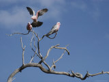 Pink and Gray Galah Cockatoos Photographie