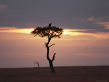 A Secretary Bird Sits on a Tree Silhouetted at Twilight Photographic Print by Jodi Cobb