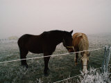 Horses Graze on a Cold Winter Day Photographie