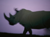 A northern white rhino Lámina fotográfica